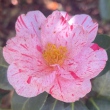 Choyo-no-nishiki